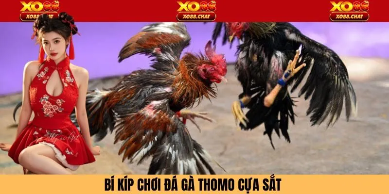 Bí kíp nên áp dụng khi tham gia chọi gà thomo cựa sắt