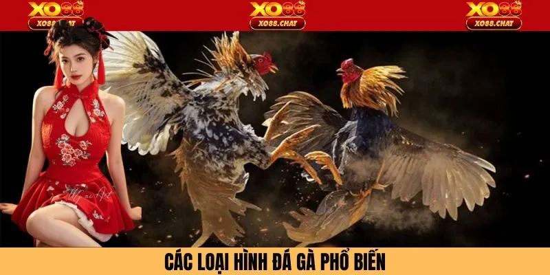 Các hình chọi kệ hiện có