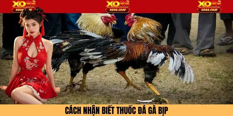 Dấu hiệu nhận biết thuốc chọi gà bịp hiệu quả từ chuyên gia