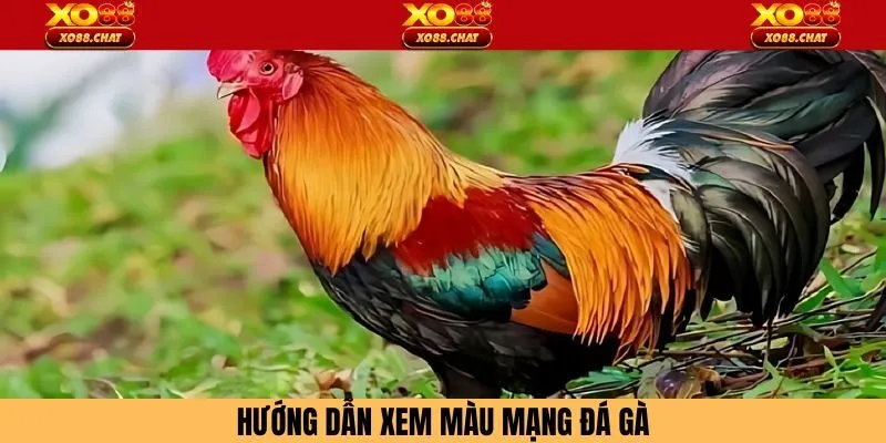 Cách xem màu mạng đá gà mới nhất