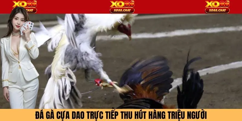 Đá gà cựa dao trực tiếp hấp dẫn nhiều người