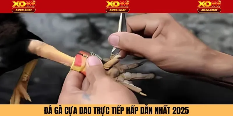 Đá Gà Cựa Dao Trực Tiếp