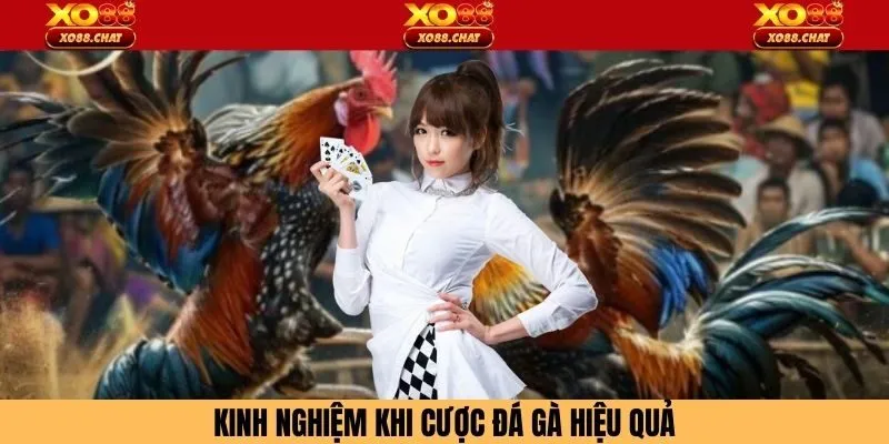 Kinh nghiệm khi cược đá gà hiệu quả