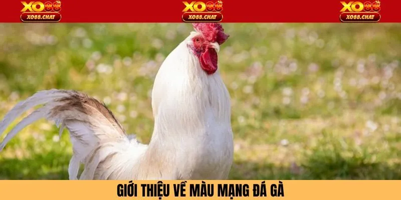 Giới thiệu màu mạng đá gà 2025