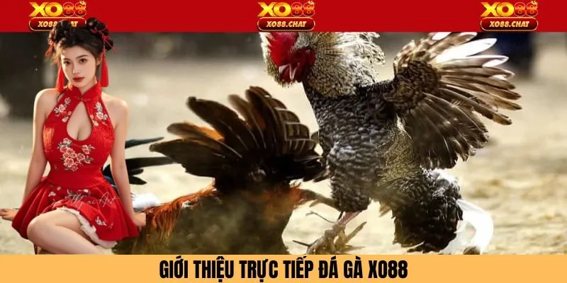 Tổng quát những nét chung nhất về trực tiếp đá gà