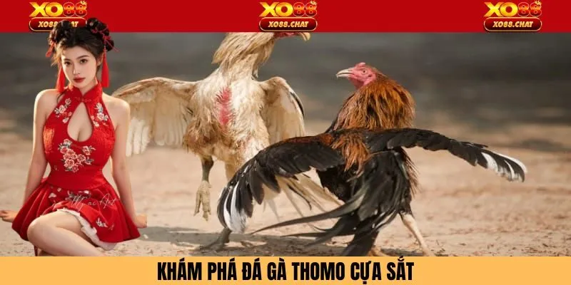 Khám phá về loại hình đá gà thomo cựa sắt