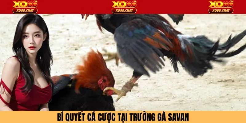Kinh nghiệm đặt tiền tại trường gà Savan