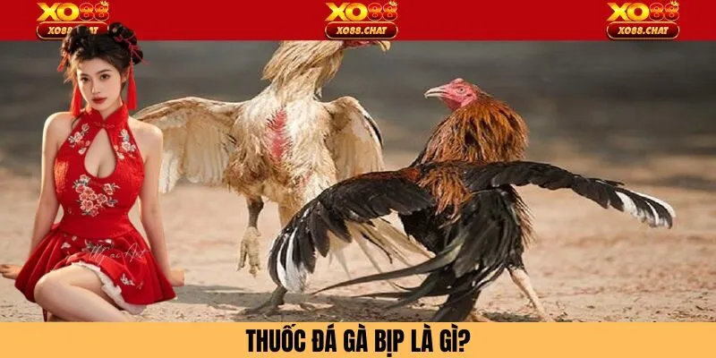 Thuốc đá gà bịp trong trường đấu kê là sao