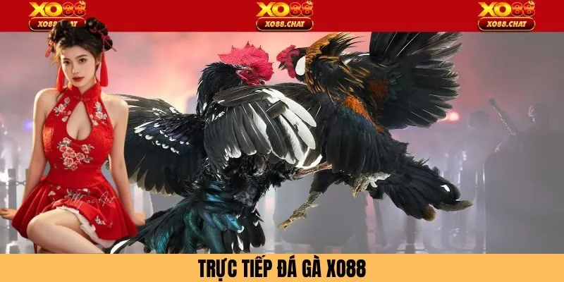 Trực Tiếp Đá Gà