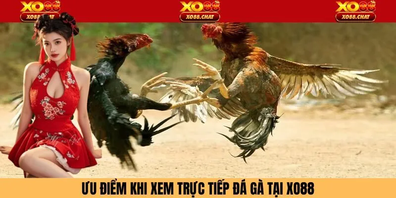 Lý do nên xem trực tiếp đá gà tại XO88