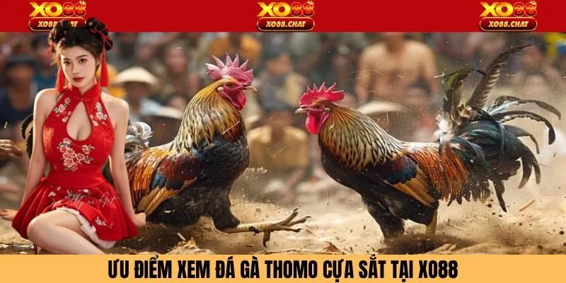 Lý do nên tham gia đá gà thomo cựa sắt tại XO88